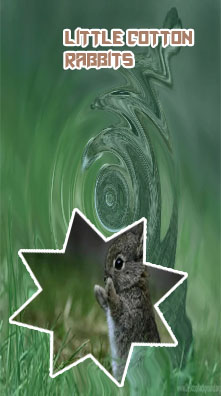 Little rabbit